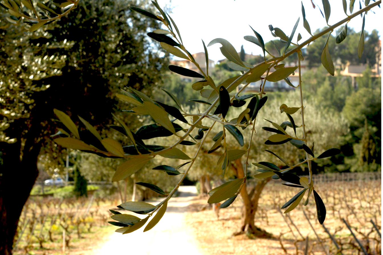 Olive tree branches with a Provençal vineyard and village in the background